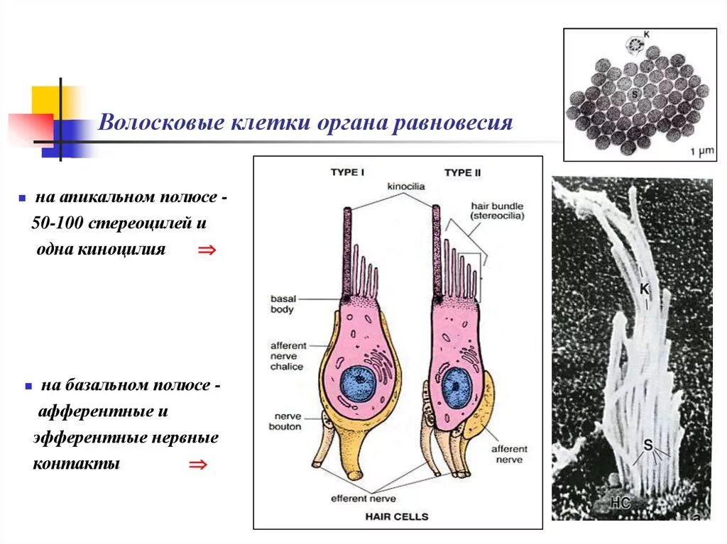 Клетки равновесия. Киноцилия волосковых клеток гистология. Киноцилия волосковых клеток органа равновесия. Строение волосковых клеток. Волосковые сенсорные клетки.