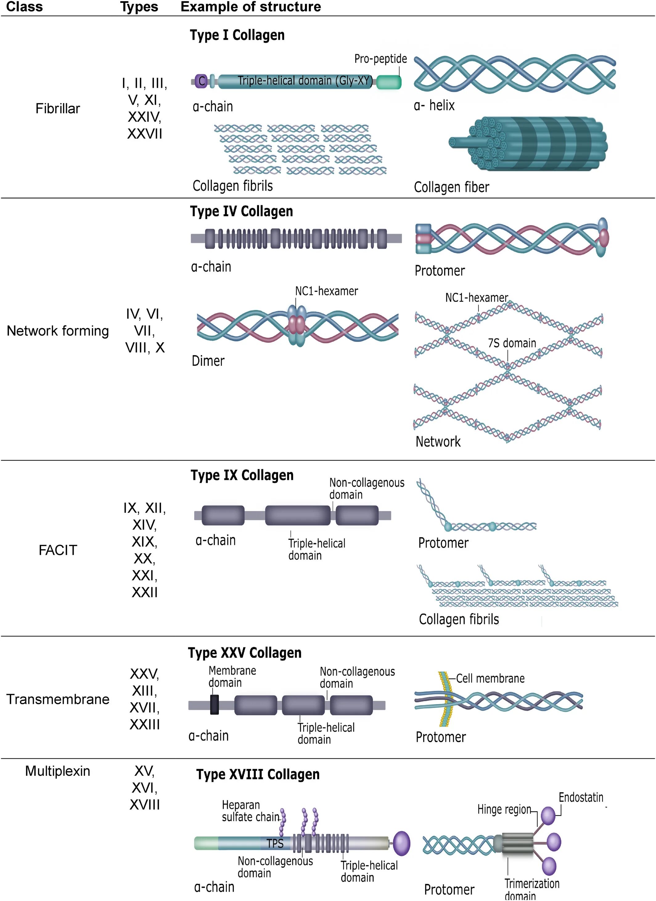 Type 1 Collagen structure. Коллаген структура. Коллаген 4. Коллаген 4 типа.