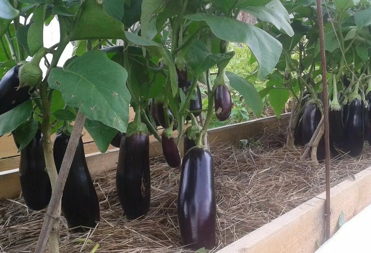 Рассада баклажан c1l. Земля для рассады баклажанов. Всходы баклажан. Всходы семян баклажан. Баклажаны на грядке.