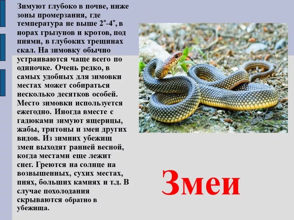 Сообщение о животном которое впадает в спячку. Животные которые впадают в спячку зимой 3 класс. доклад про животное впадающее в спячку. сообщениеоивотныхкоторыевпадаютвсячку.