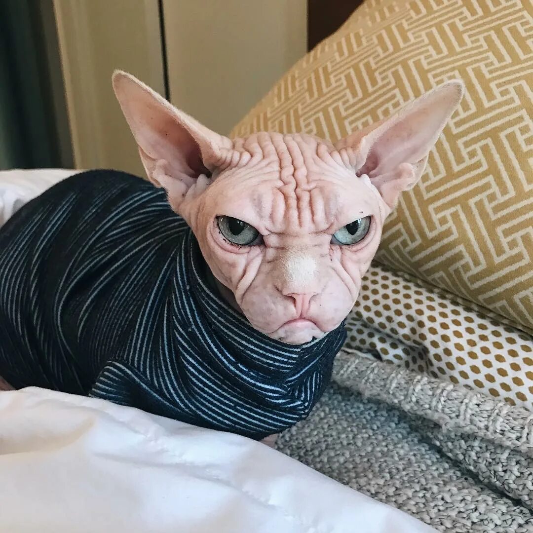 Покажи самую страшную кошку