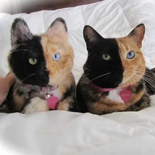 Двуликая кошка