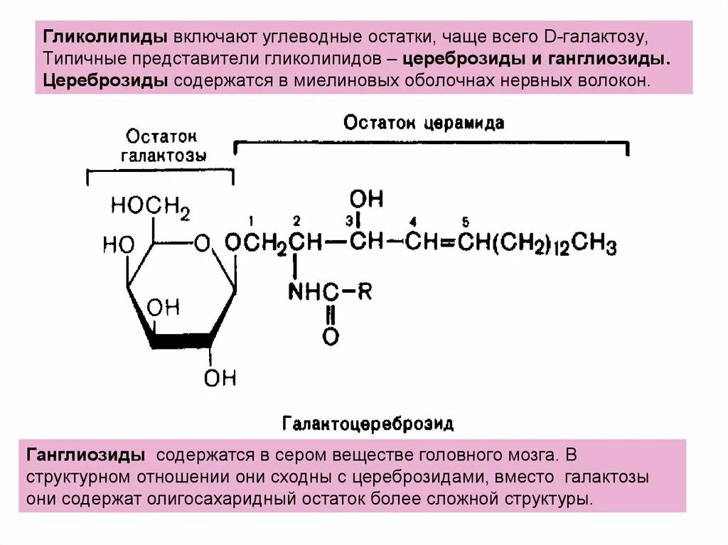 Гликолипиды функции. Цереброзиды и ганглиозиды. гликолипиды (цереброзиды, ганглиозиды).. цереброзиды биохимия. цереброзид формула структурная.