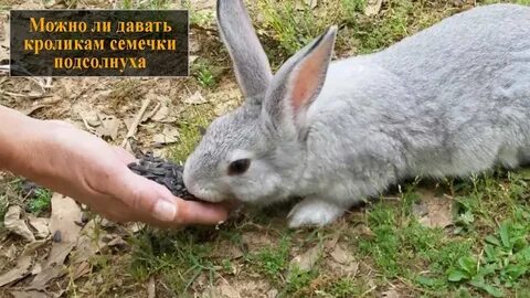 Можно кролику семя