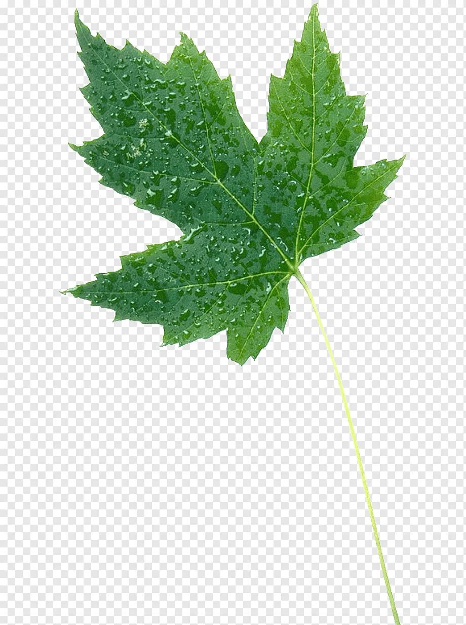 Leafs 9. Фактура листа. Зеленые листочки. Листья деревьев. Торонто мэйпл лифс лого.