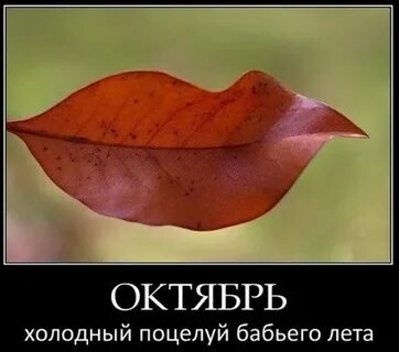 Октябрь юмор