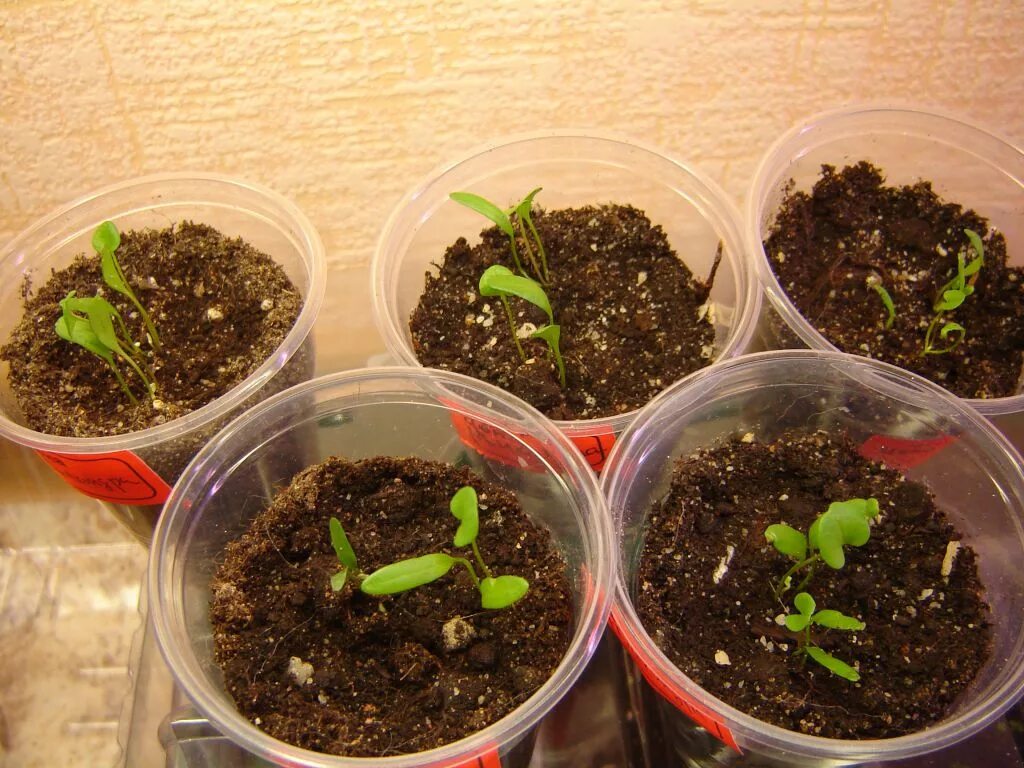 Семена для рассады. Дихондра серебристый. Как посеять дихондру из семян. Срок всходов дихондры. Дихондра всходы.