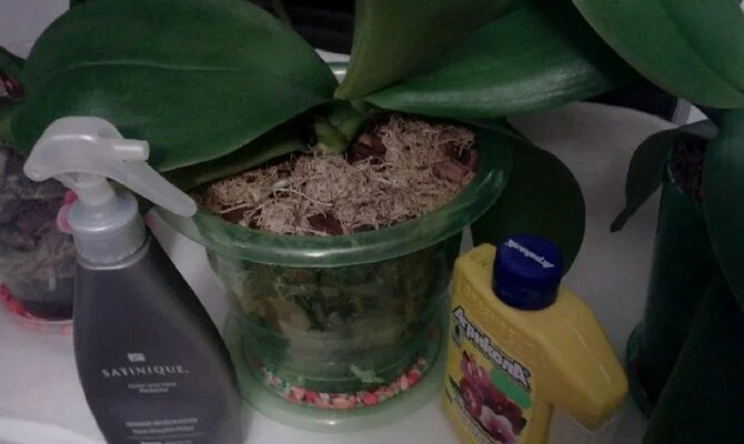 Чем подкормить орхидеи для обильного цветения в домашних условиях. Можно ли подкормить орхидею. Орхидея. Орхидея мильтония. Орхидея фаленопсис полив.