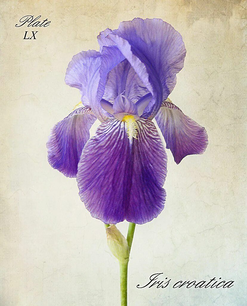 Ирис Пейнтед леди. Iris humilis Georgi – Ирис низкий. Тату Ирис. Тату Ирис акварель. Ирис растение значение