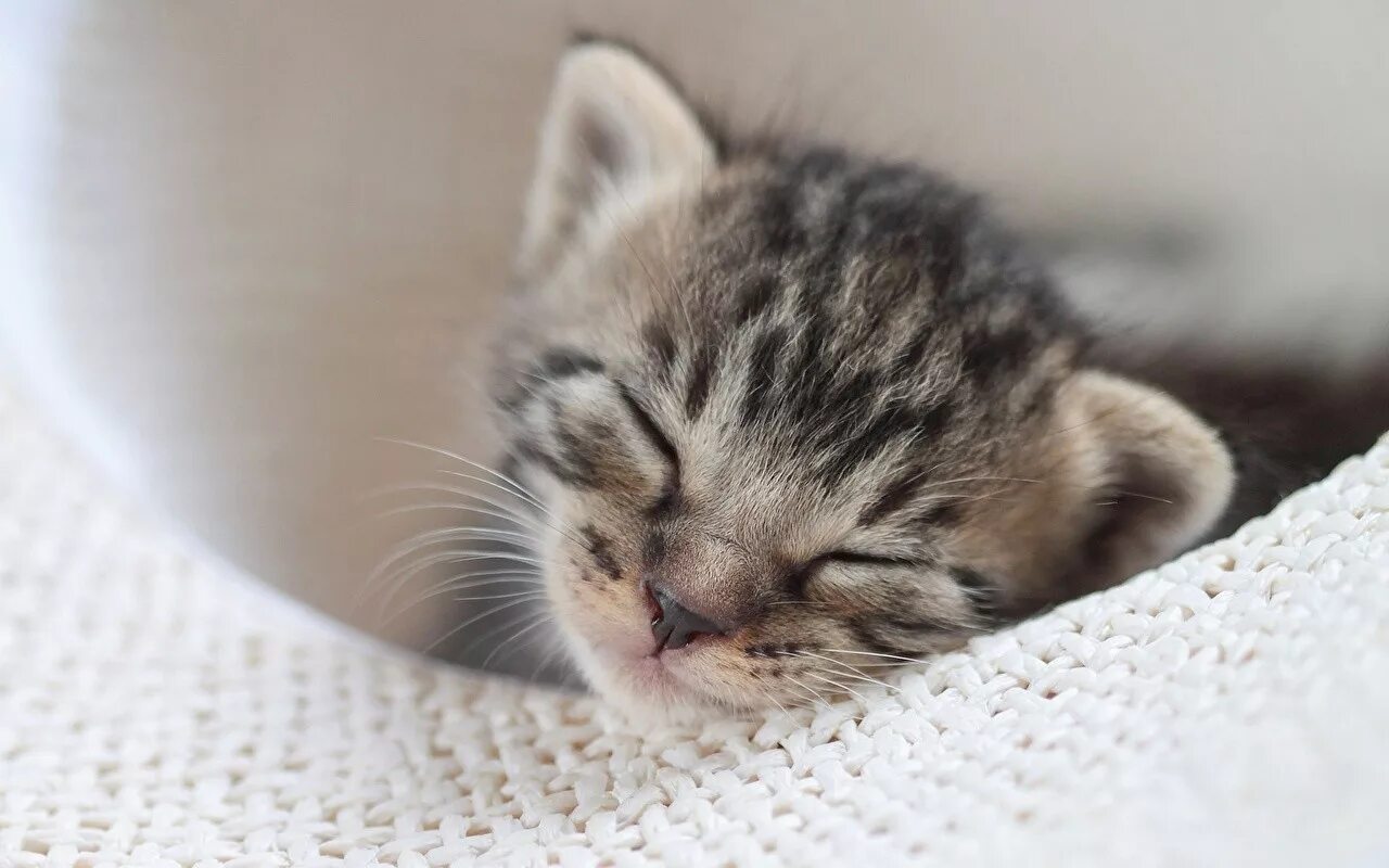 К чему снятся котята маленькие красивые. Спящий котенок. Маленький котенок. Милые спящие котята.