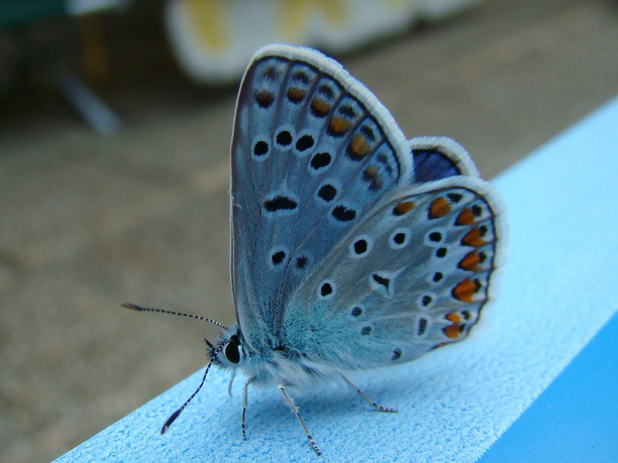 Бабочки картинки. Papilio multicaudata кокан. Бабочка из двух слов. Бабочка из двух слов. Каллимы.