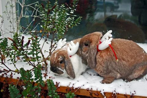 Snow bunny