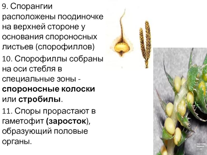 На каких органах растения располагаются спороносные колоски. Спорофилл со спорангием. спорофиллы спорогон спорангий. споры располагаются на спороносном колоске-. спороносные колоски или стробилы образуют.