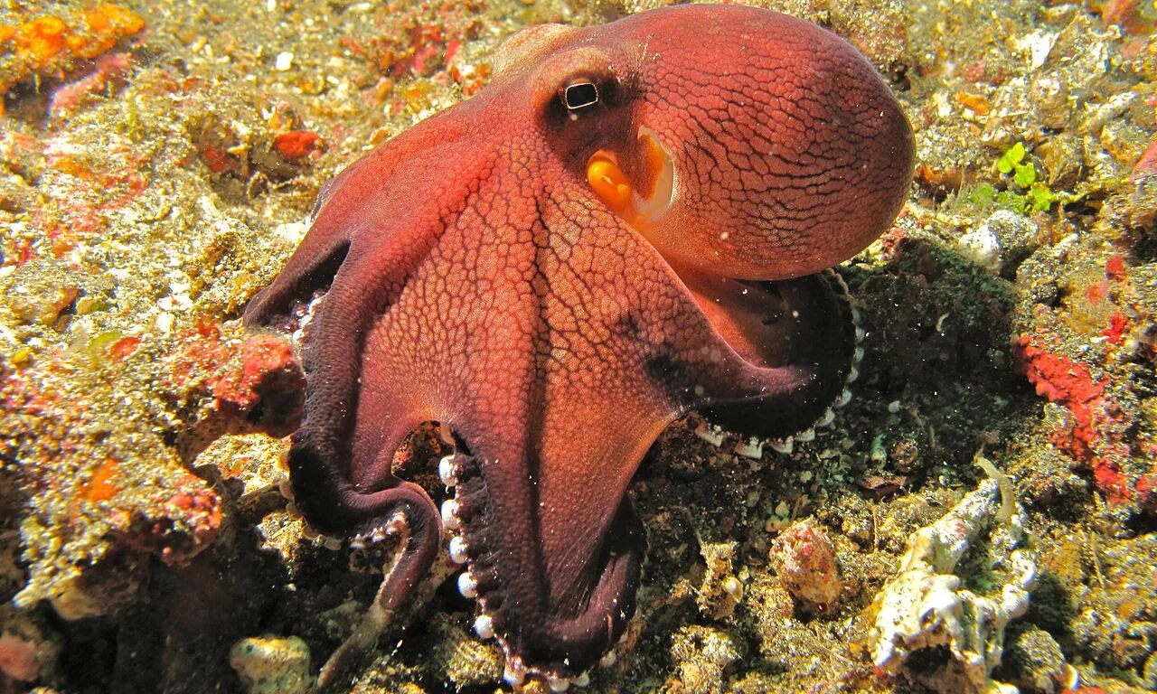 Сообщение удивительные обитатели океана. Amphioctopus marginatus. Вандерпус осьминог. Морские головоногие моллюски. Тихоокеанский полосатый осьминог.