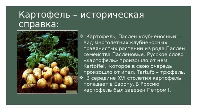 Появление картофеля в россии. Картофель паслен Клубнисты многолетнее. Историческая справка о картофеле. Происхождение картофеля. Картофель презентация.