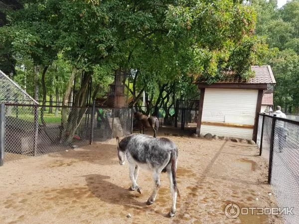 Зоопарк им чебурашки санкт петербург. Зоопарк им чебурашки санкт петербург