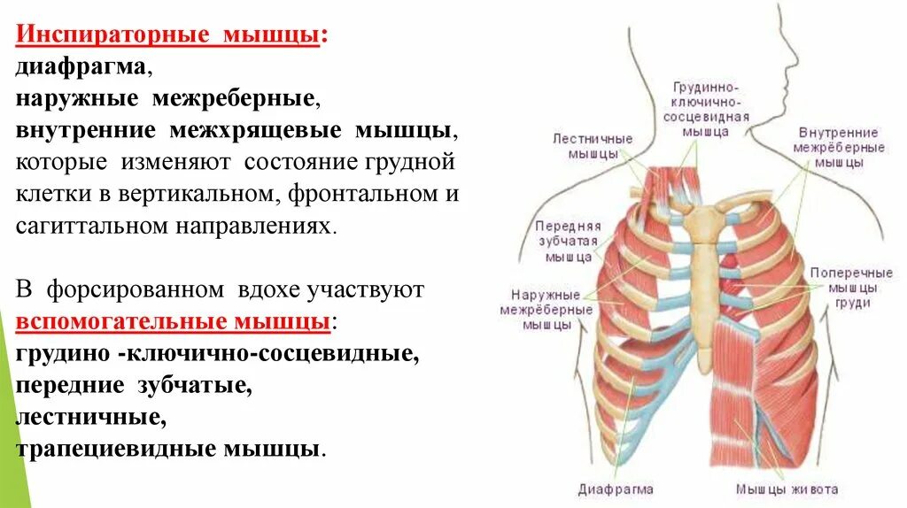 Межреберное дыхание упражнения. Наружные межреберные мышцы дыхание. Наружные межрёберные мышцы выдоха. Вспомогательные дыхательные мышцы. Инспираторные дыхательные мышцы.