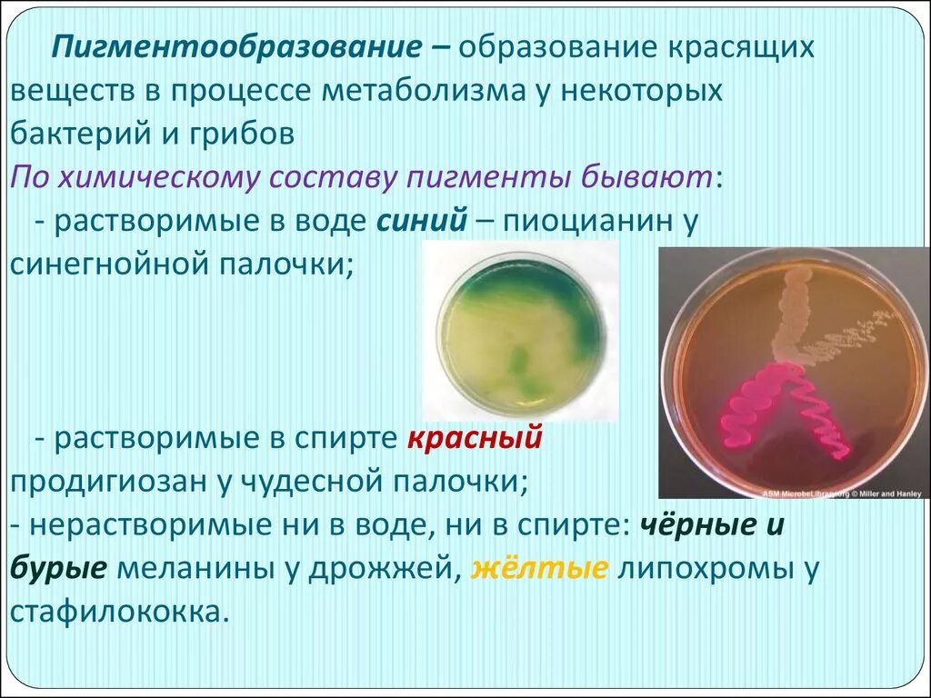 Пигменты бактерий. Пигменты микроорганизмов классификация. Ферменты и пигменты микроорганизмов. Классификация пигментов бактерий.