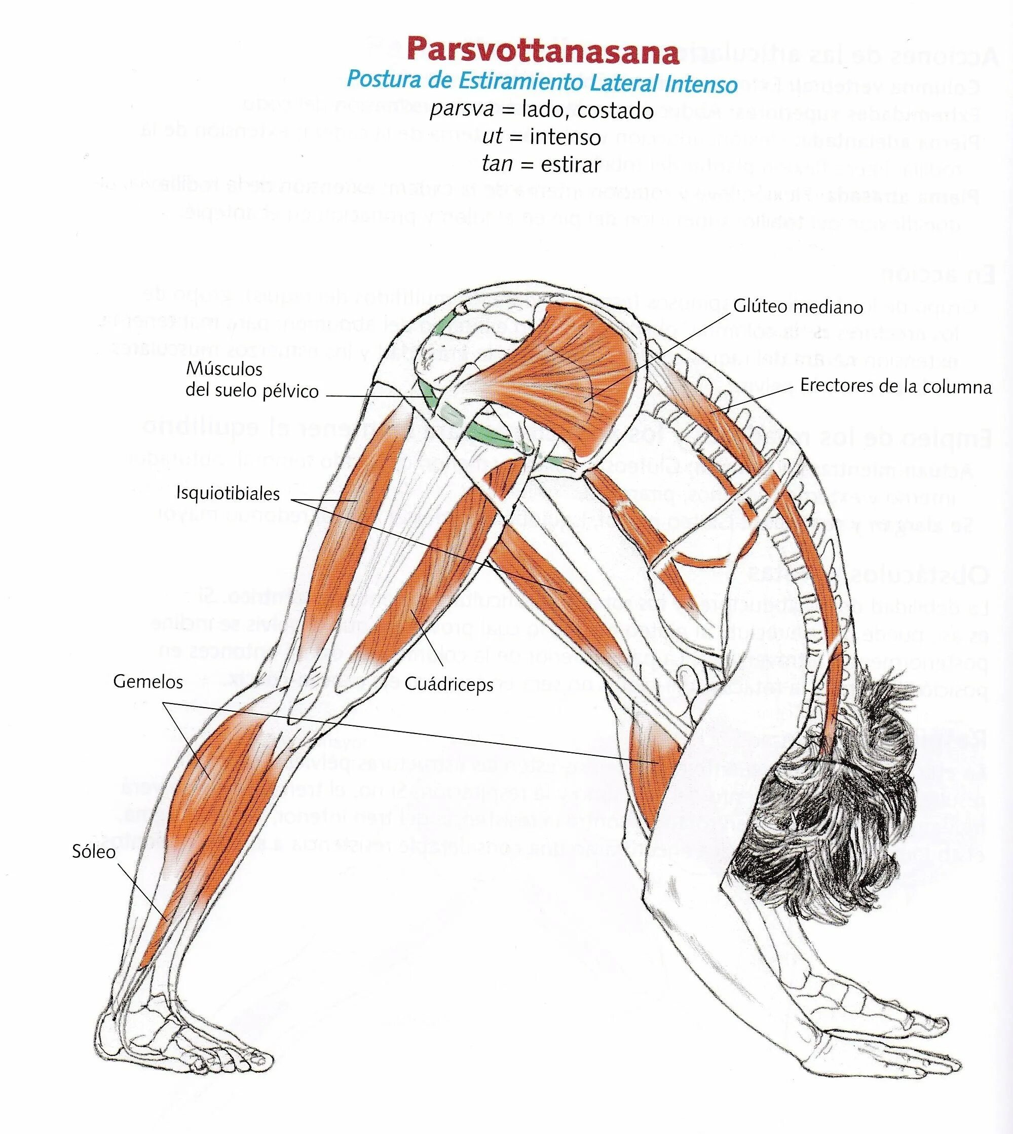Ноги и мышцы все время. Мышцы разгибатели позвоночника растяжка. Упражнения на растяжку задней поверхности бедра. Упражнение наклон вперед мышцы спины. Наклоны вперед мышцы.