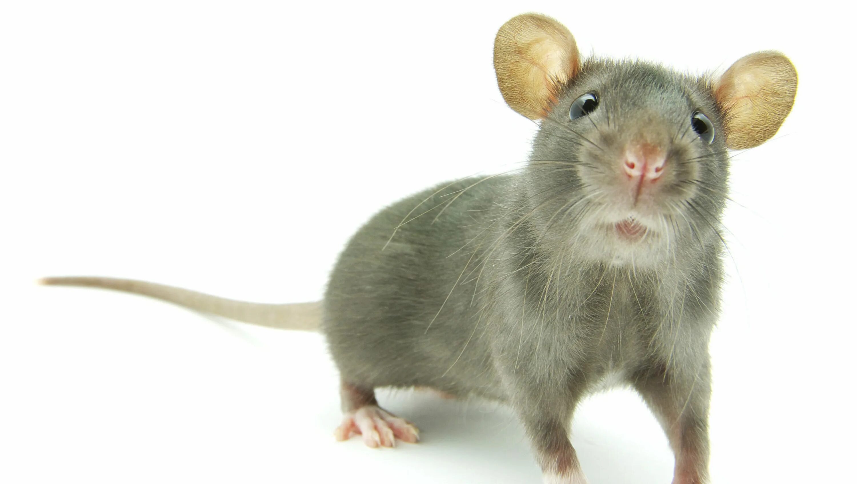 Мышь бегает. Бег мыши. Мышь бежит фото. Костюм крысы. Мышки бегают видео для кошек и пищат