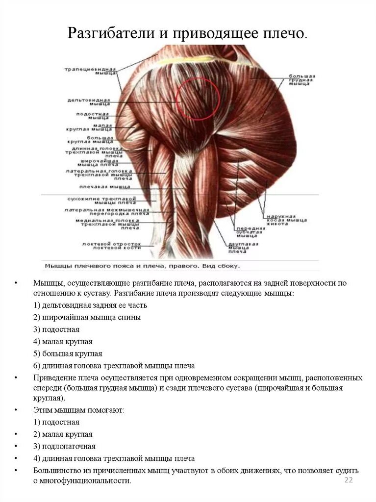 Какую функцию выполняет плечо. Мышцы, участвующие в сгибании плеча в плечевом суставе. мышцы сгибатели плечевого сустава. мышцы, разгибающие плечо в плечевом суставе:. дельтовидная мышца вид сзади.