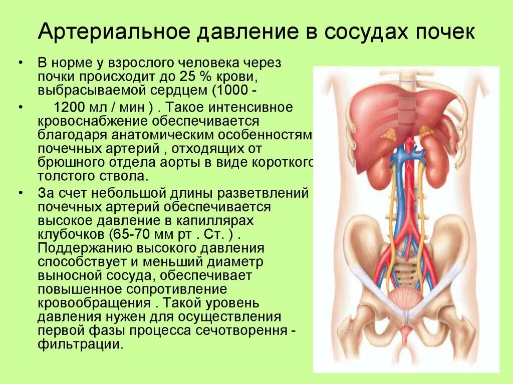 Давление при заболевании почек. Почечное артериальное давление. Почки и давление взаимосвязь высокое. Симптоматика почечного давления.