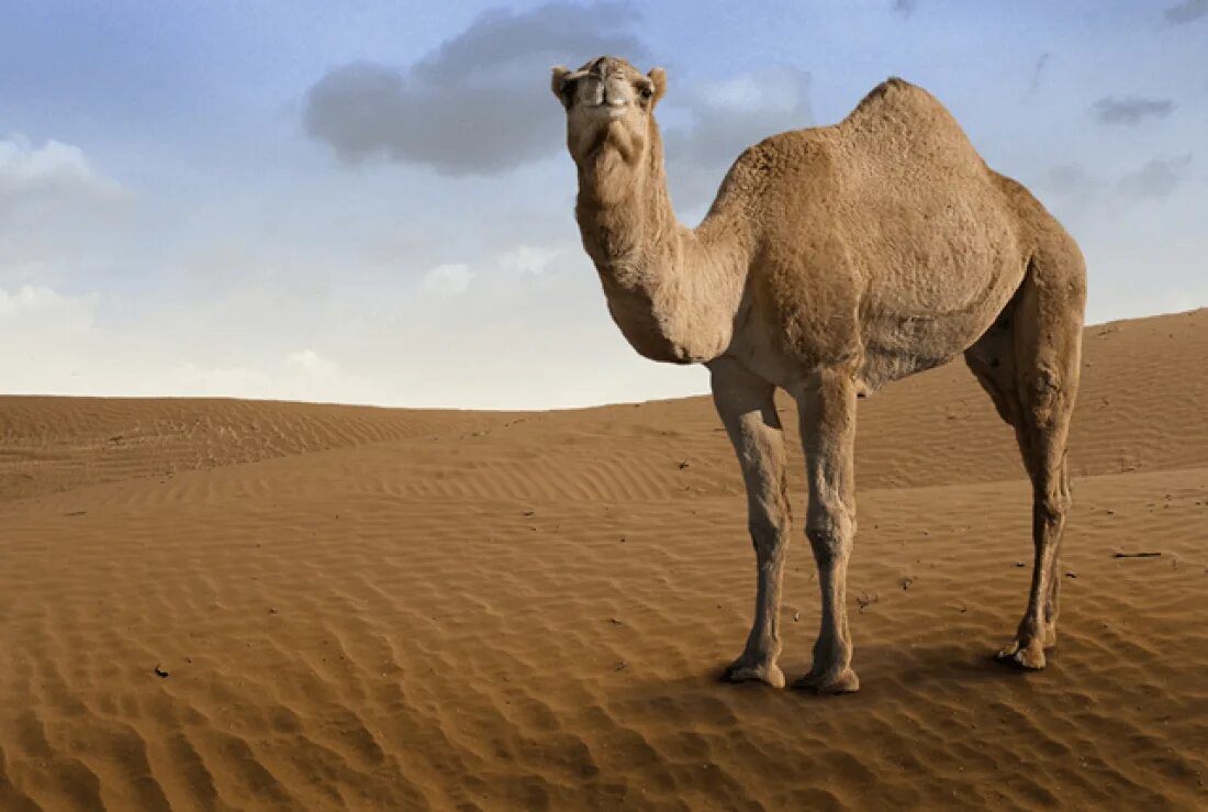 Camel f