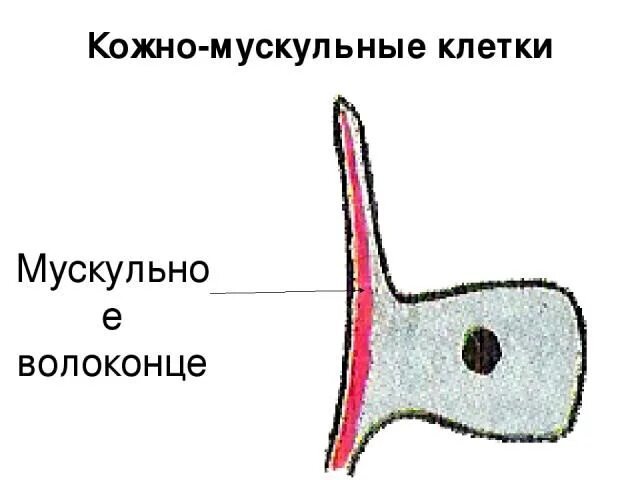 Кожно мускульные клетки. Строение эпителиально мускульной клетки. Кожно мускульные клетки гидры функции. Функции кожно мускульных клеток у кишечнополостных. Строение кожно мускульной клетки гидры.