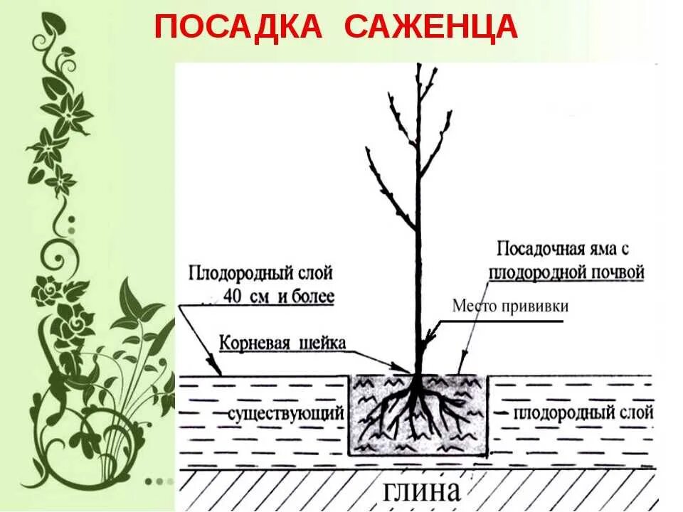 На каком расстоянии сажать вишню друг. Схема посадка саженца плодовых деревьев. Схема посадки саженца яблони. Корневая шейка растения. Корневая шейка схема посадки.