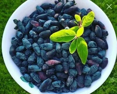 Самая вкусная жимолость