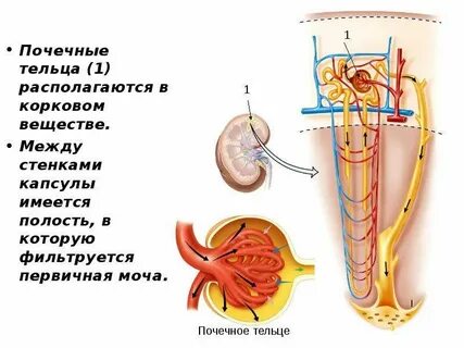 Почечное тельце располагается в