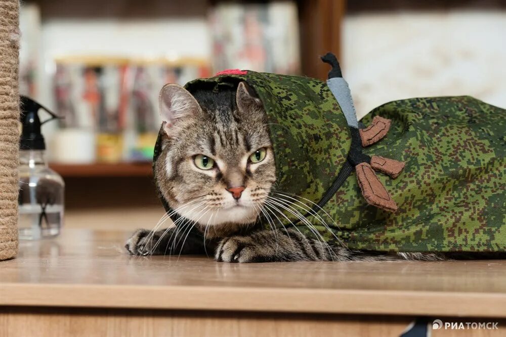 С днем победы кошки
