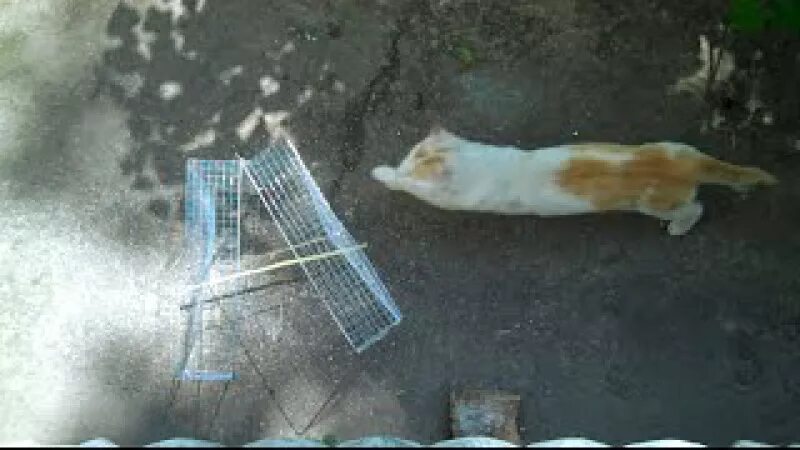 Как поймать кота который боится людей. Ловушка для дикого кота. ловушка для котят. силки на кота.
