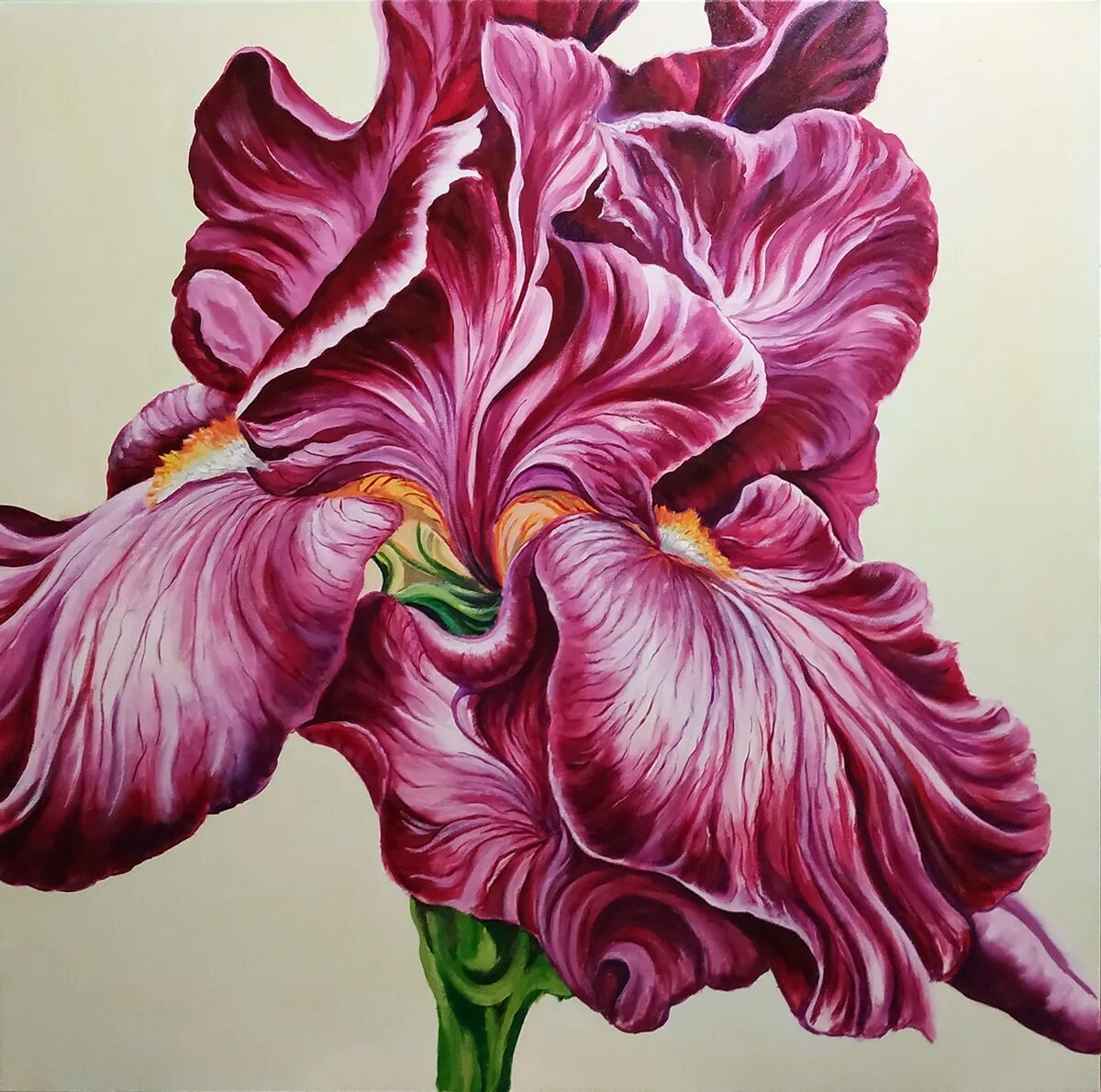 Iris 100