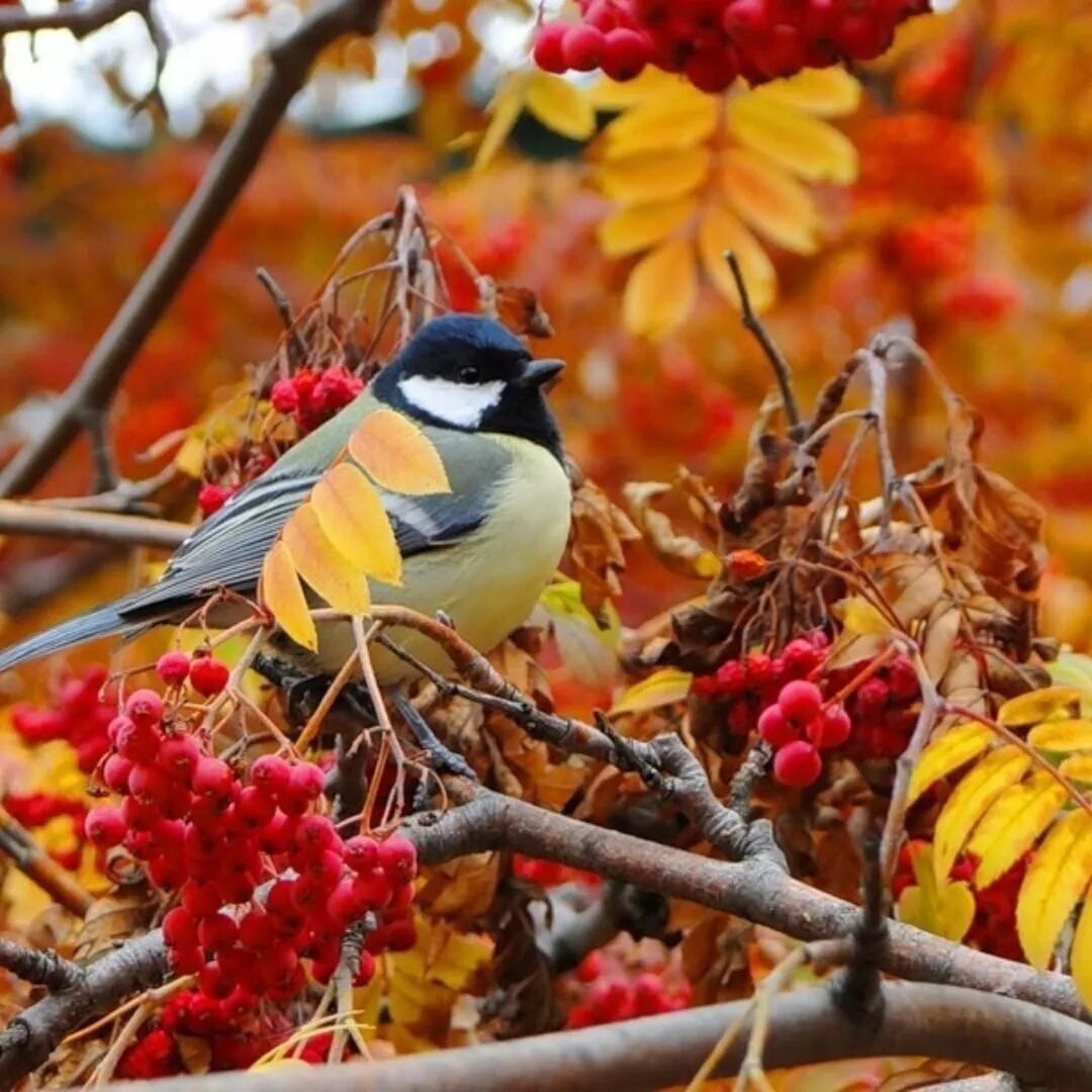 Autumn birds. Осенние птицы. Осень птицы. Птицы осенью. Птицы в осеннем лесу.