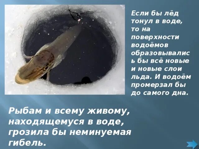 Лед всплывает в воде. Презентация жизнь в воде подо льдом. Почему лед всплывает на поверхности воды. Лед не тонет в воде.