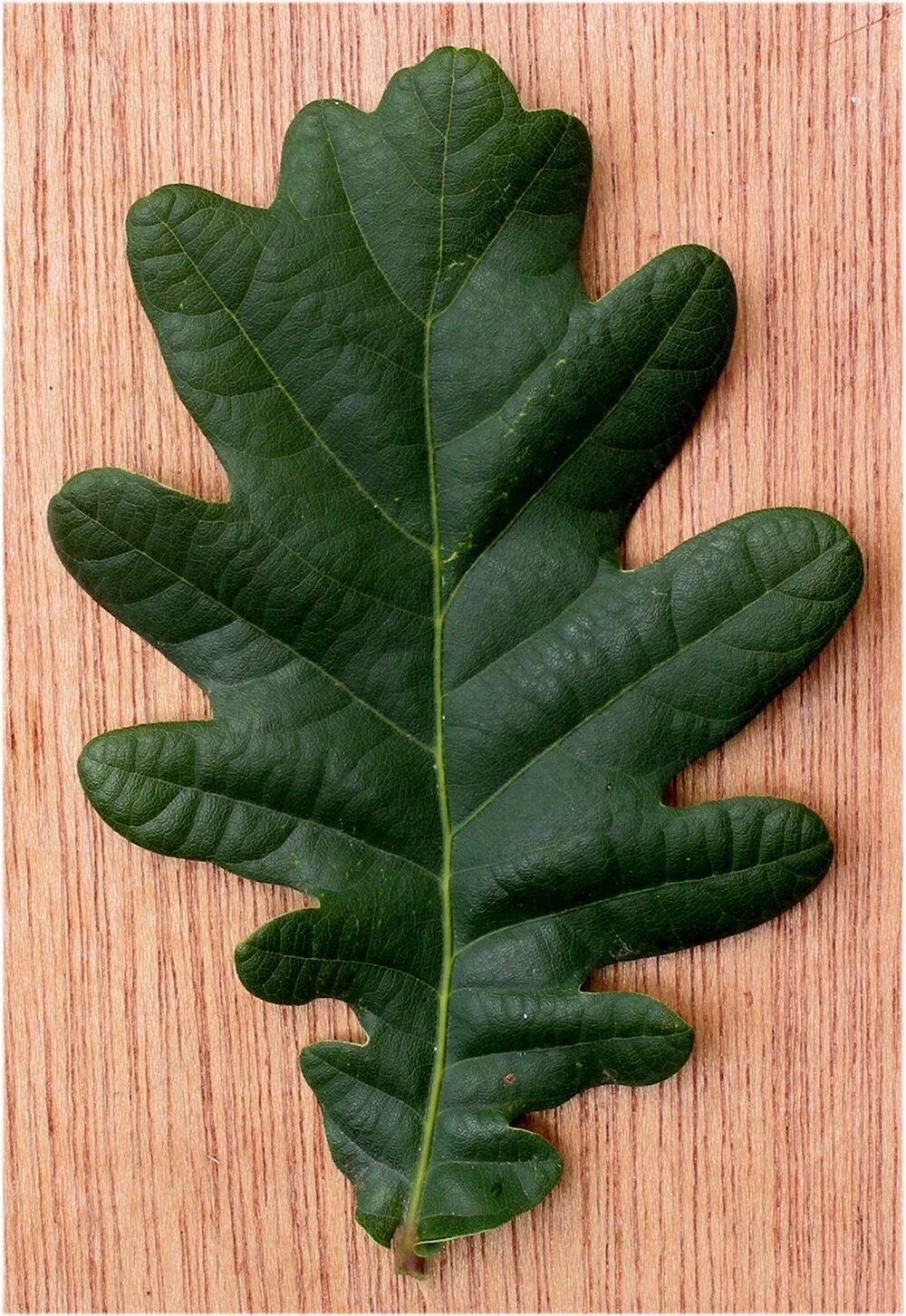 Дуб лист размеры. Дуб черешчатый лист. дуб черешчатый (quercus robur l.). quercus robur листья. лист дуба черешчатого.