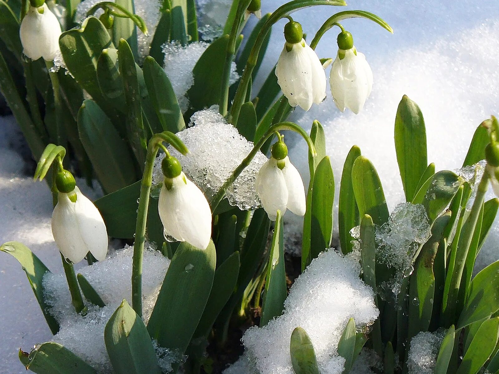 Март это. Март это. Пролески, подснежники, крокусы. Весенний пейзаж. Март это.