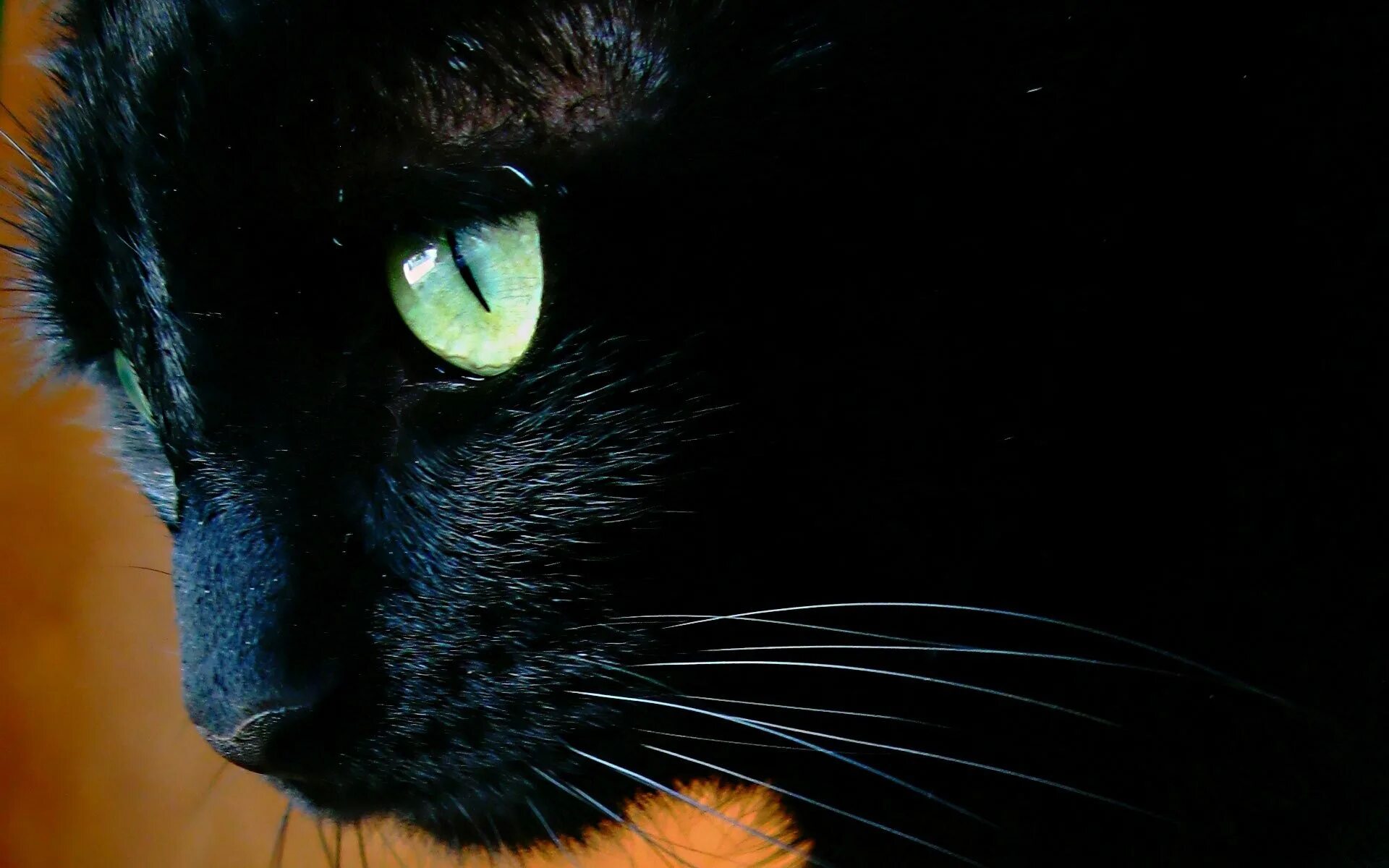 Лицо черного кота