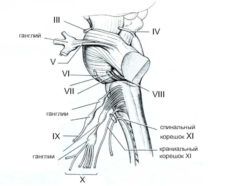 Нервный узел где. Ганглии спинных Корешков. Узлы ганглии. Нервные ганглии. Краниальные ганглии.