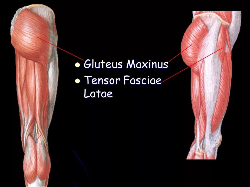 Tensor fasciae Latae мышца. Напрягатель широкой фасции m. Tensor fasciae Latae. Fasciae Latae анатомия. Musculus Tensor fasciae Latae.