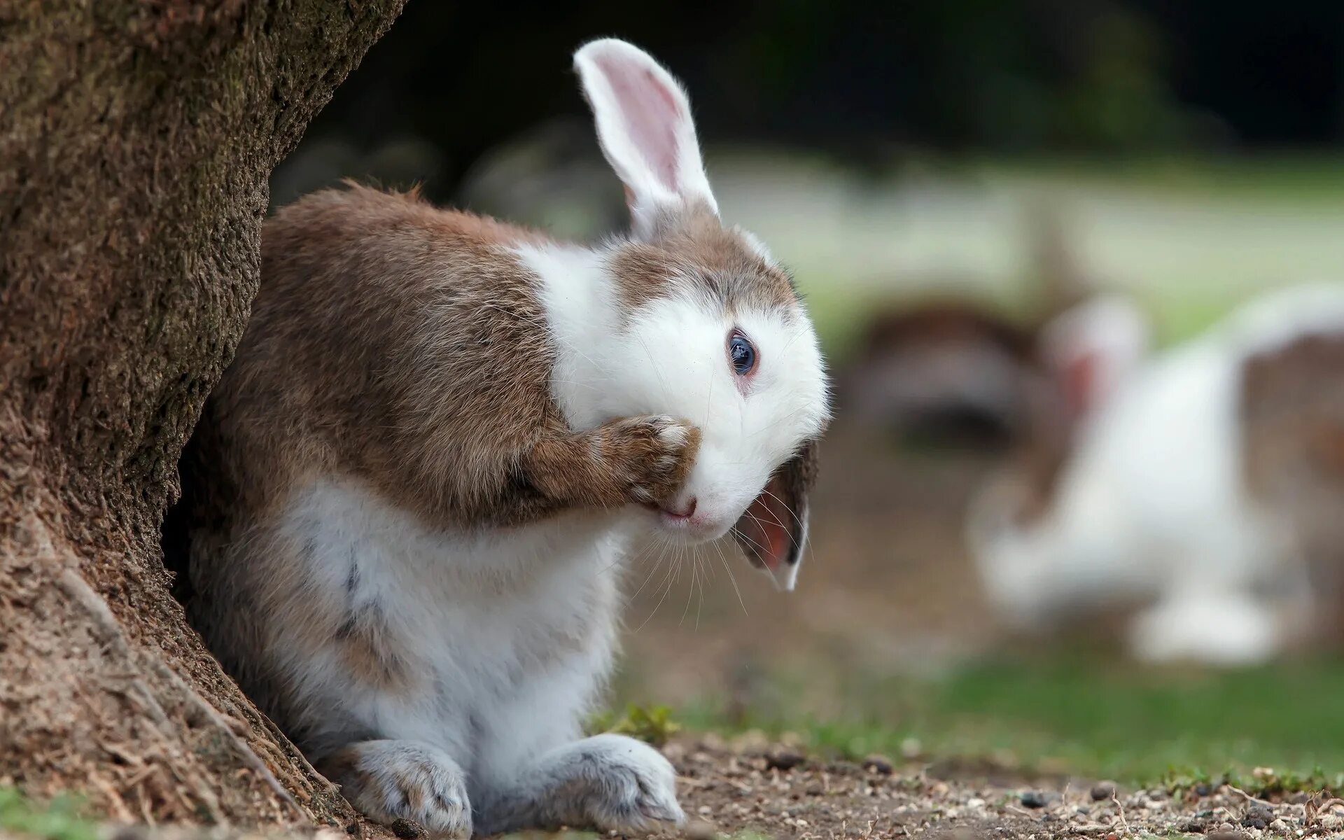 Rabbit pro. Rabbit pro
