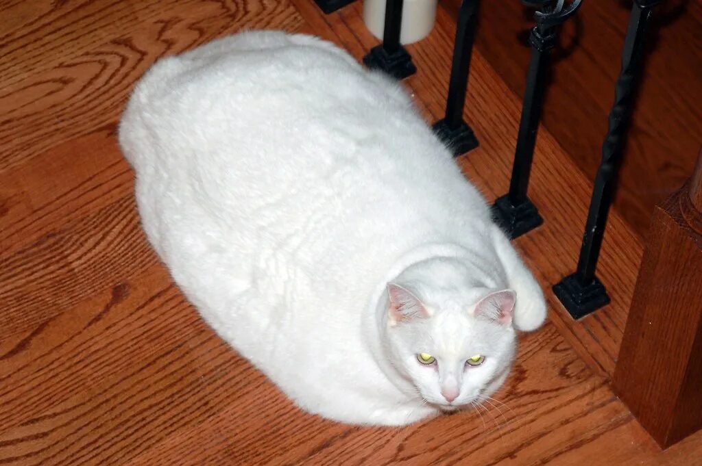 Толще белая. Толстый белый кот. Толстая белая кошка. Толстые белые коты. Жирный белый.