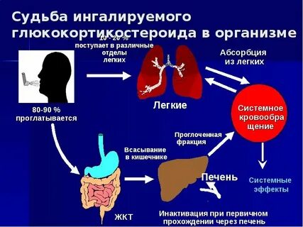 Механизм действия глюкокортикоидов