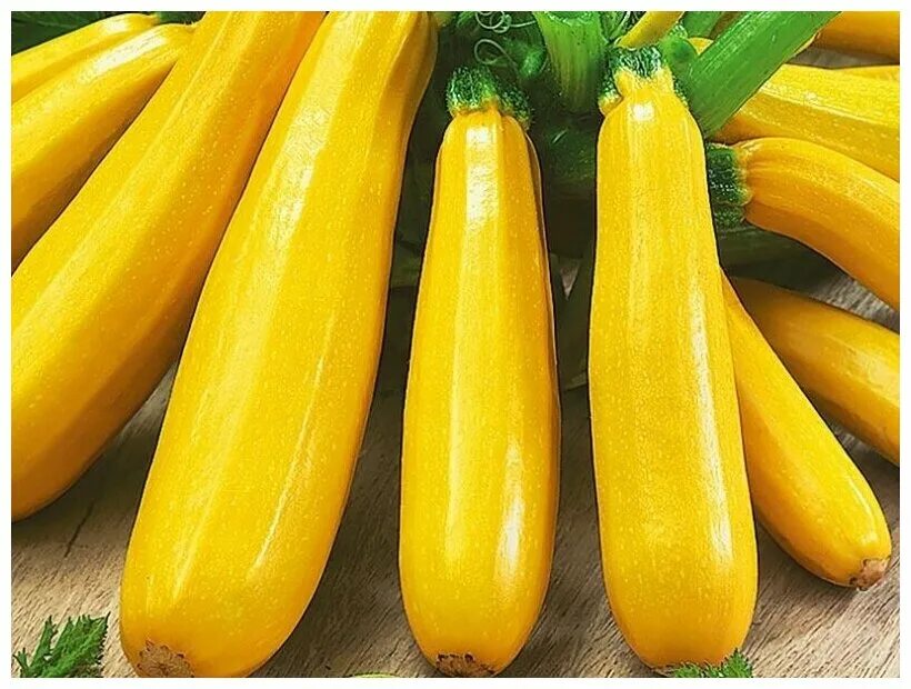 Сорта кабачков для длительного хранения и маленькие. Сорта кабачков для хранения. Кабачки. Сорта кабачков для длительного хранения. Сорта кабачков.