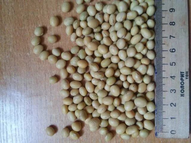 Top View of Soybean Seeds in Hand and a Lot of Soybean Piles Stock Photo - Image