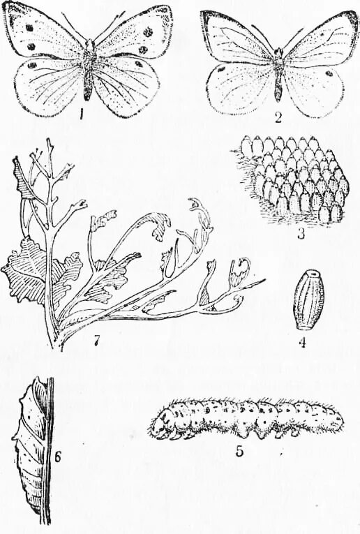 Развитие бабочки капустницы