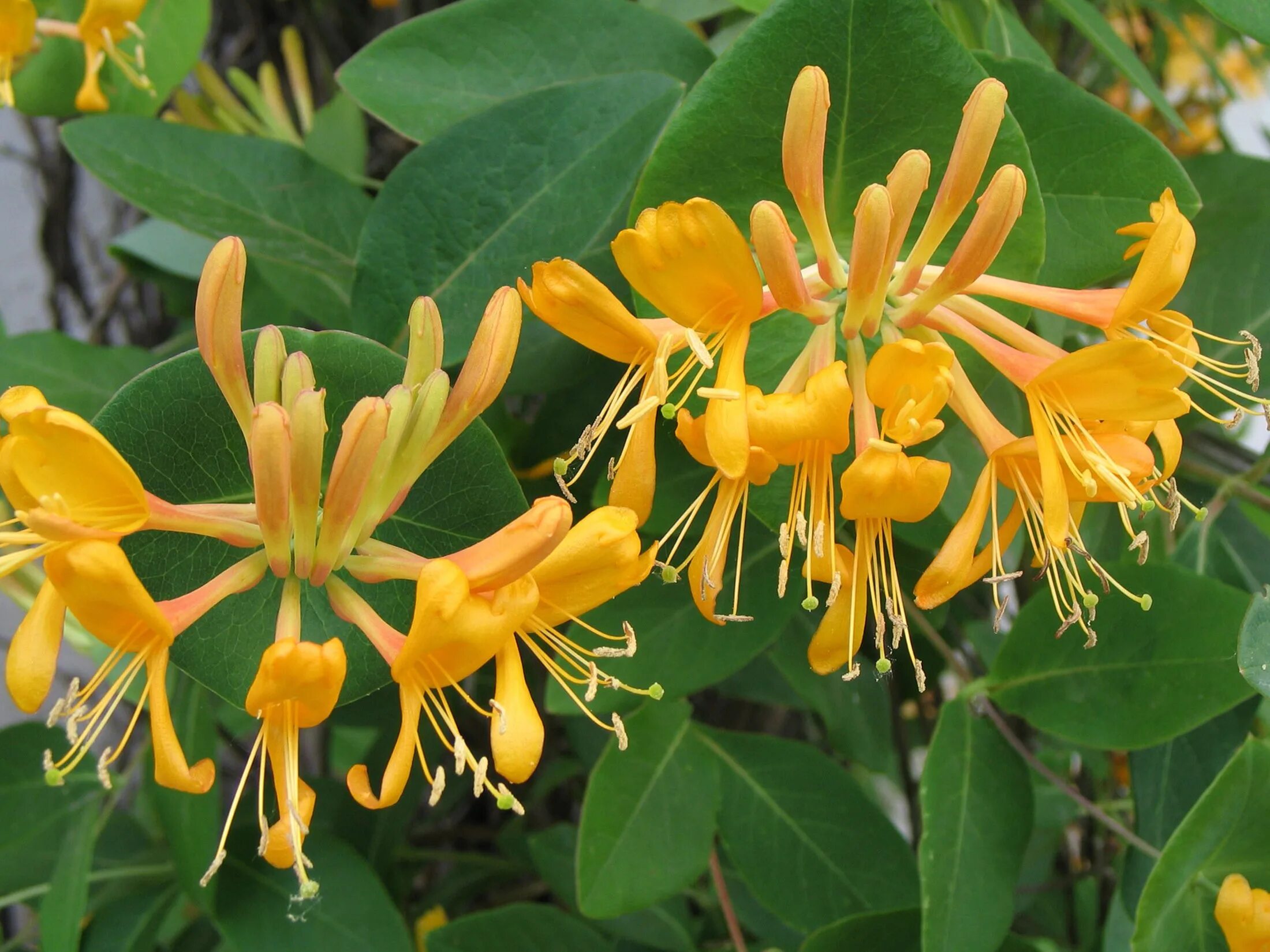 гибискус "каприфоль". каприфоль лиана. жимолость каприфоль. жимолость вьющаяся каприфоль. цветок каприфоль жимолость ароматная лиана.