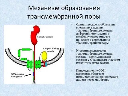 Действия токсина