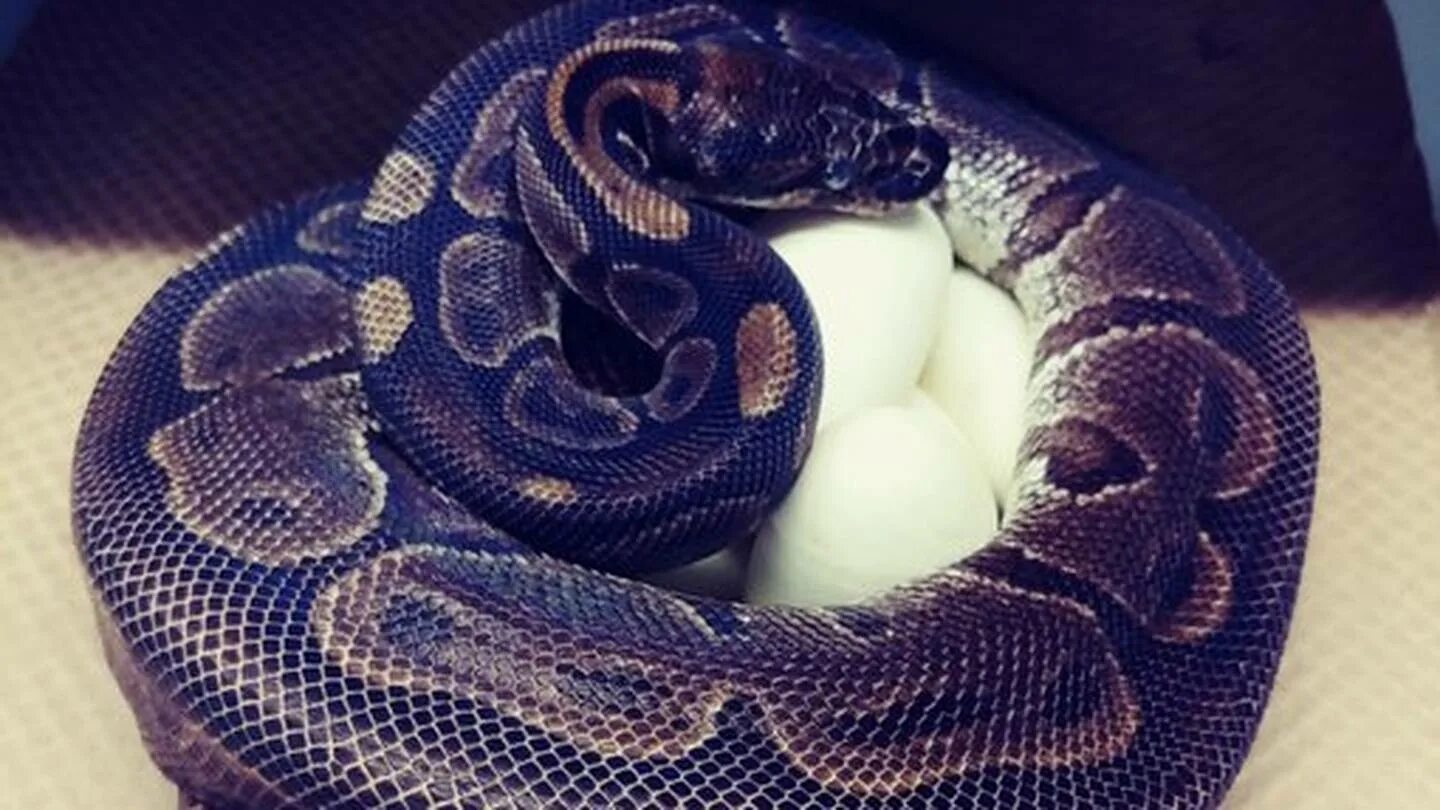 Python egg